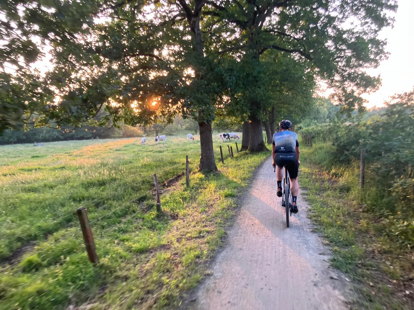Een fietser volgt een smal pad langs een veld en een grote boom.